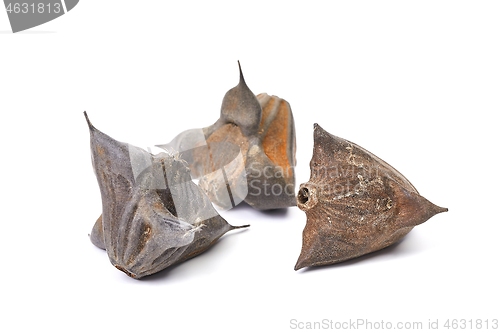 Image of Water caltrop seeds