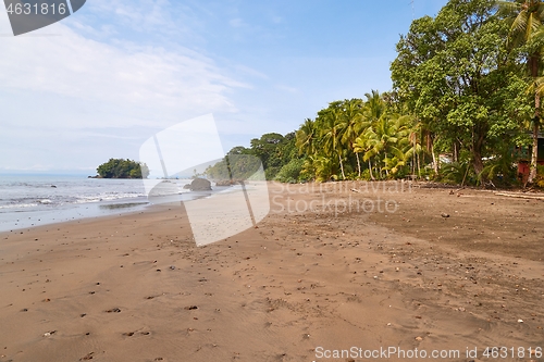 Image of Palm trees and rainforest on the sandy ocean beach