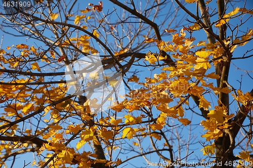 Image of Autumn forest detail