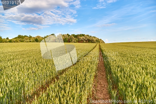 Image of Green Field with Trees