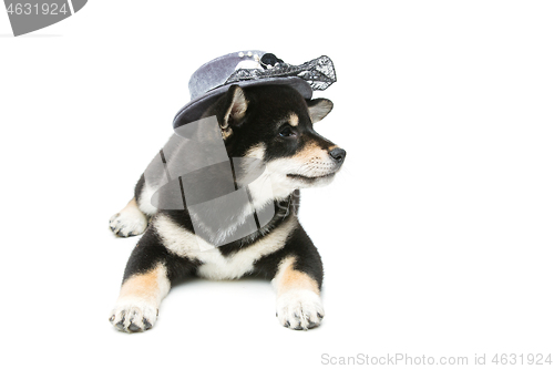 Image of Beautiful shiba inu puppy in grey hat