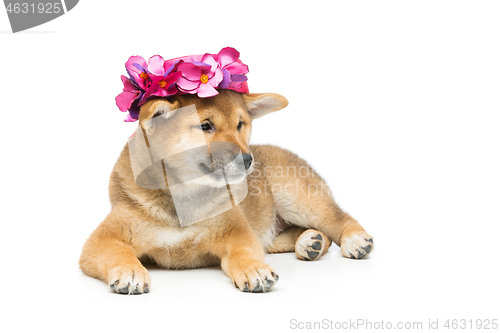 Image of Beautiful shiba inu puppy in pink hat