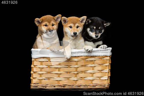 Image of Beautiful shiba inu puppies in basket