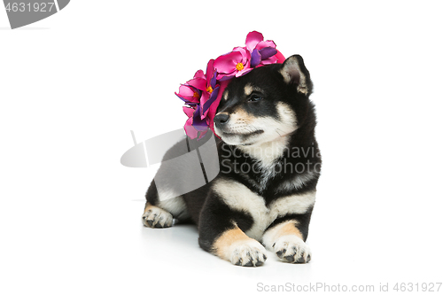 Image of Beautiful shiba inu puppy in pink hat