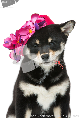 Image of Beautiful shiba inu puppy in pink hat