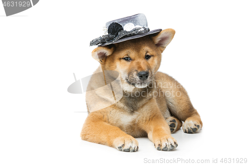 Image of Beautiful shiba inu puppy in grey hat