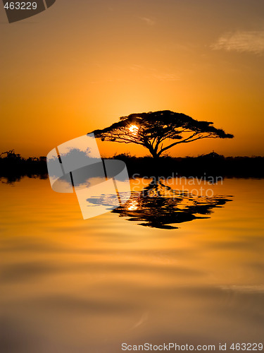 Image of Acacia Tree at Sunrise