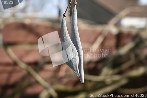 Image of Blue Rain Seeds