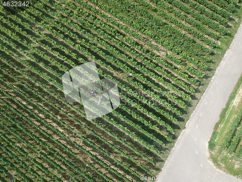 Image of aerial view of a vineyard in Breisgau, Germany