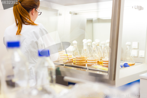 Image of Female scientist working with bacteria in laminar flow at corona virus vaccine development laboratory research facility.