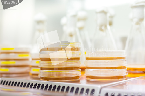 Image of Scientist growing bacteria in petri dishes on agar gel as a part of scientific experiment.