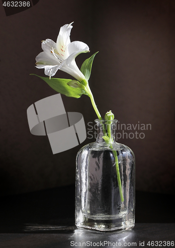 Image of Alstroemeria flower in vintage bottle