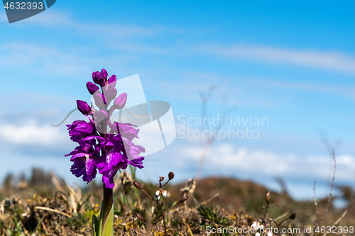 Image of Beautiful purple wild orchid in a plain landscape