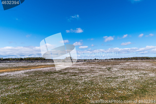 Image of Common daisies covers the ground in a great plain grassland