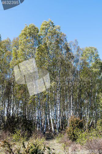 Image of Birch tree grove in spring season