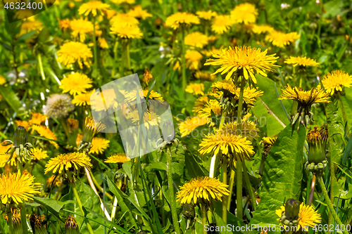 Image of Lots of Dandelions on Meadow