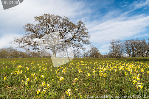 Image of Field with blossom cowslips 