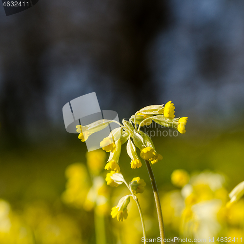 Image of Blossom cowslip close up