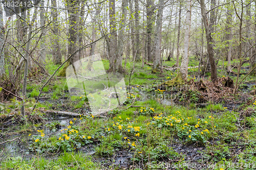 Image of Blosssom Marsh marigold in a swamp area