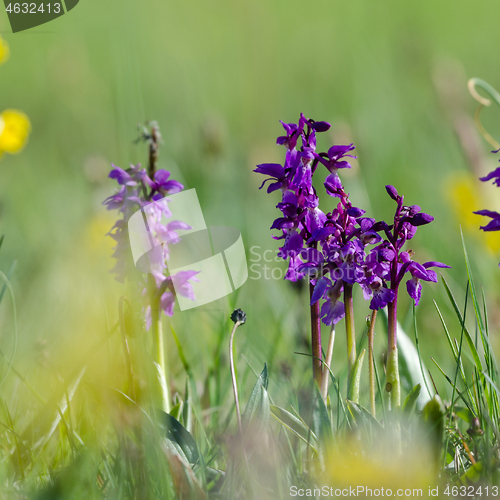 Image of Early purple orchids close up