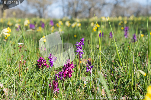 Image of Blossom purple wild flowers in a field