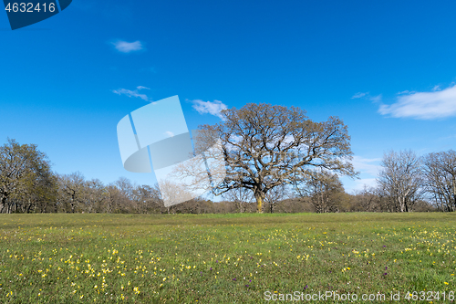 Image of Springtime view with a big oak tree