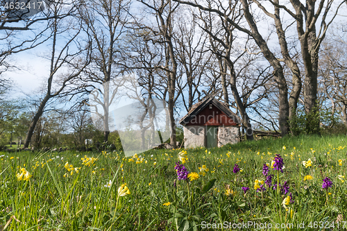 Image of Blossom flowers by an old sheep shed