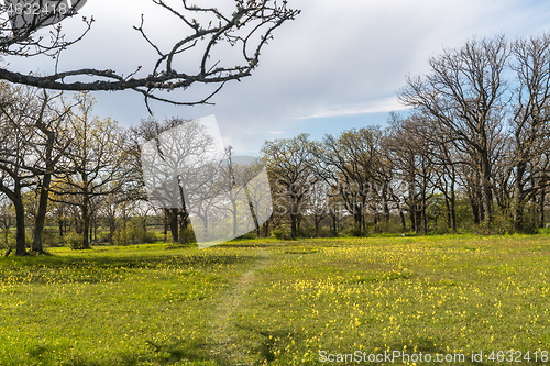 Image of Glade with blossom cowslips in a deciduous forest