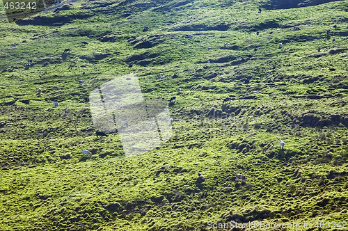 Image of Cows grazing in Pico island, Azores