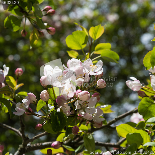 Image of Apple blossom close up