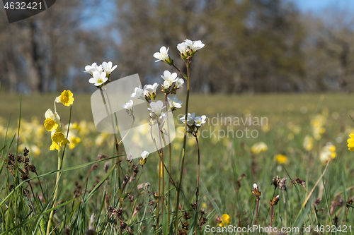 Image of Blossom group with Meadow Saxifrages