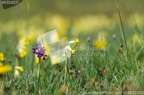 Image of Blossom spring wildflowers