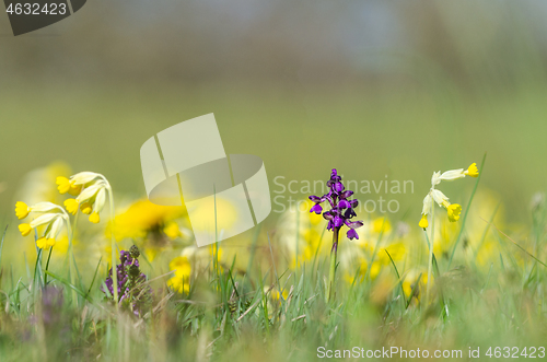 Image of Purple wild orchid flower close up