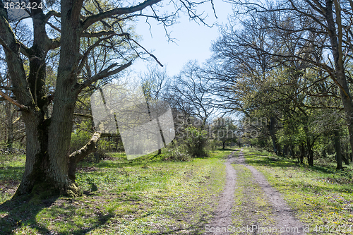 Image of Bright footpath by leafing time