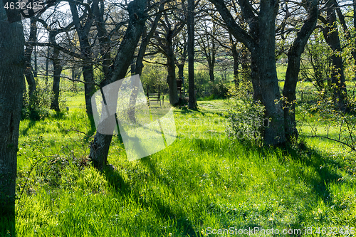 Image of Bright backlit deciduous forest in spring season