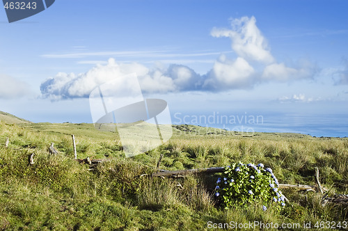 Image of Pasture landscape of Pico island, Azores