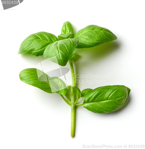 Image of fresh basil leaf