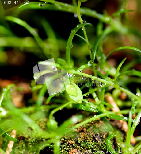 Image of Small Green Plants with Water Drop