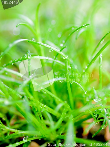 Image of Small Sprouts of Green Grass