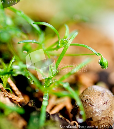 Image of Small Green Plants with Water Drop