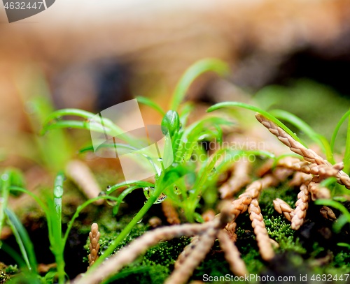 Image of Small Green Plants with Water Drop