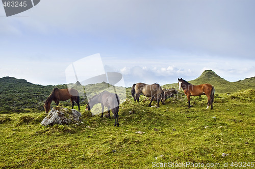 Image of Horses grazing in Pico island, Azores