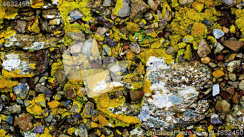 Image of Background of Pebbles, Moss and Grass