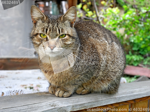 Image of Tabby kitten sitting on veranda outdoors in summertime