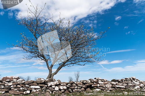 Image of Lone tree by an old dry stone wall