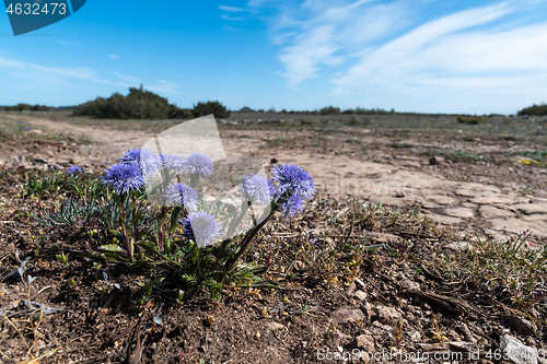 Image of Globularia vulgaris blossoming in a barren landscape