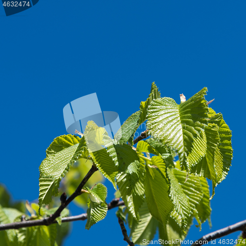 Image of Fresh green leaves on a twig by a blue sky