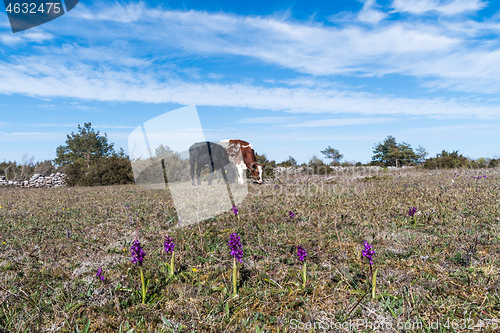 Image of Blossom purple orchids amongst grazing cattle