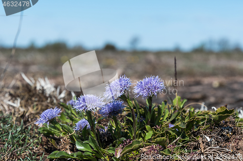 Image of Blossom Globularia vulgaris plant