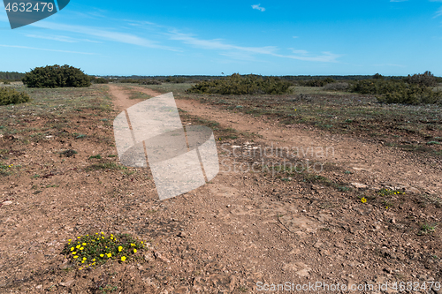 Image of Hoary Rockrose plant in a barren landscape